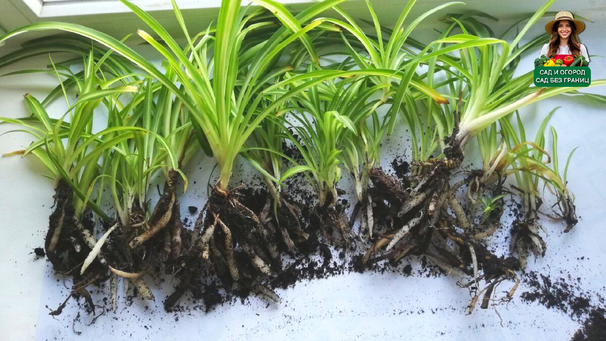 Хлорофитум корни