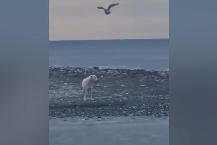 Выживший в море белый пёс из Сочи ищет новый дом