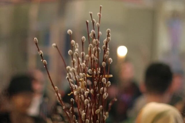    Что символизирует верба в православии?