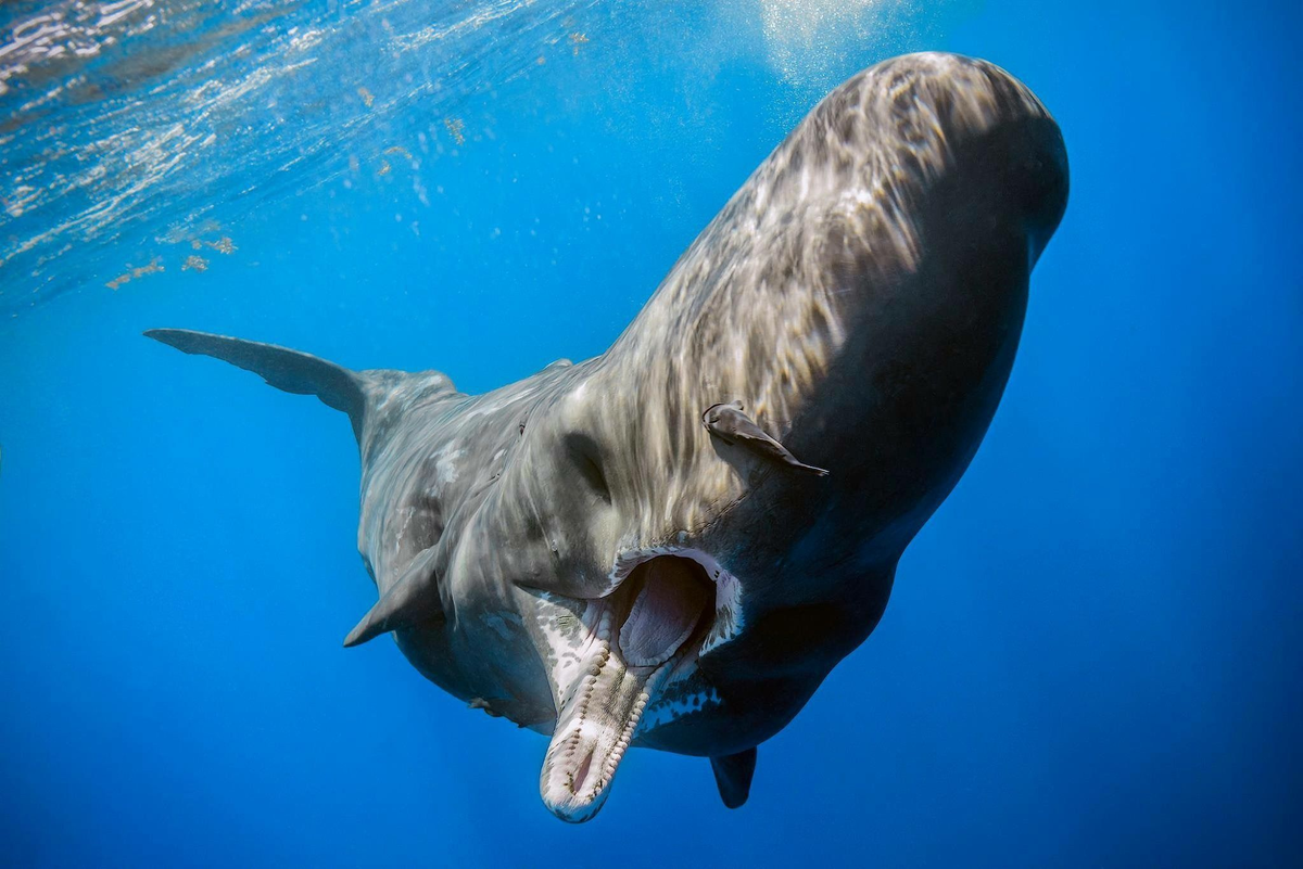 Представьте: вы ныряете в океан, а там на вас несётся вот это...