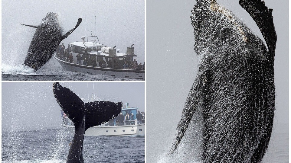 Месть за промысел: Как и зачем киты иногда атакуют корабли?