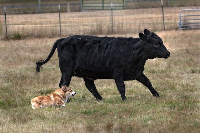 5 интересных фактов о корги