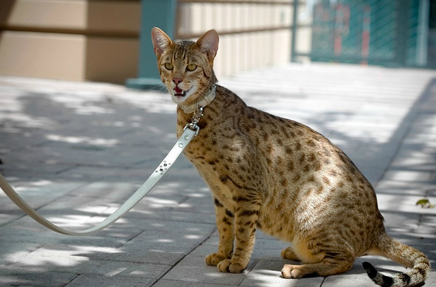 Ашера: как людей обманули, продавая кошку по цене машины