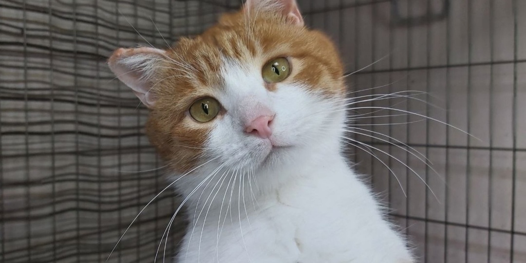 Кошки не спят, а разрабывают план