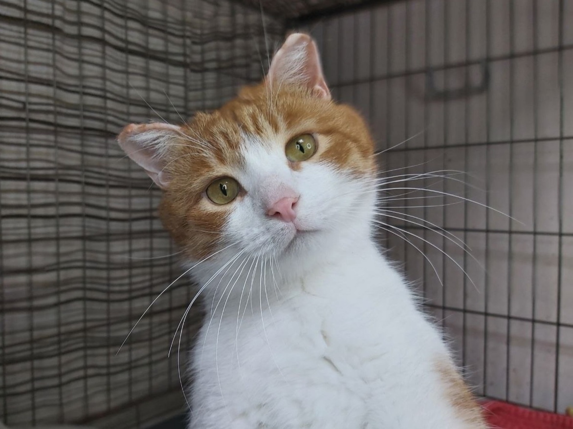 Янгон милейший котик.