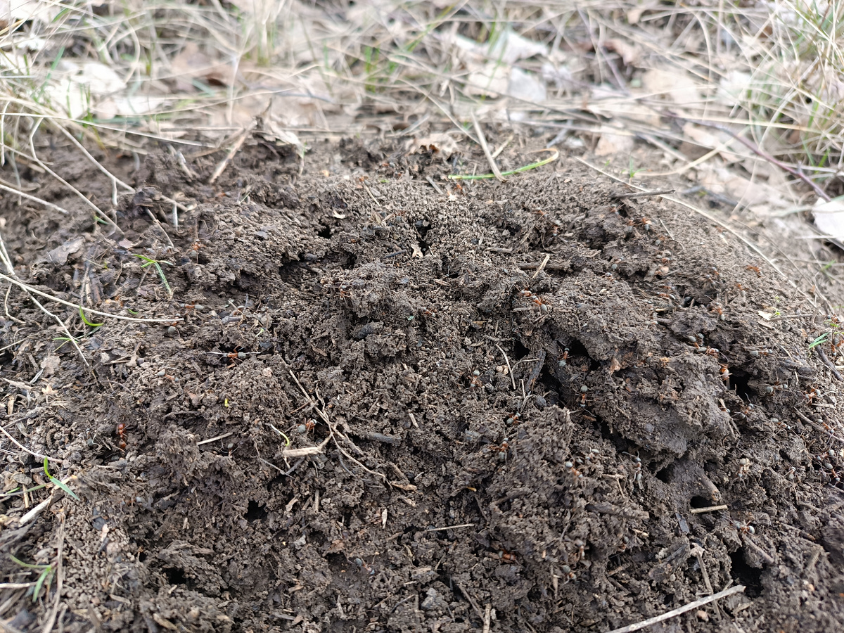 Муравейник. Кажется, что на фото просто участок земли, а, если приблизить, увидите и муравьишек. Я и на видео их сняла, но в Дзене какие-то проблемы с загрузкой ☹️