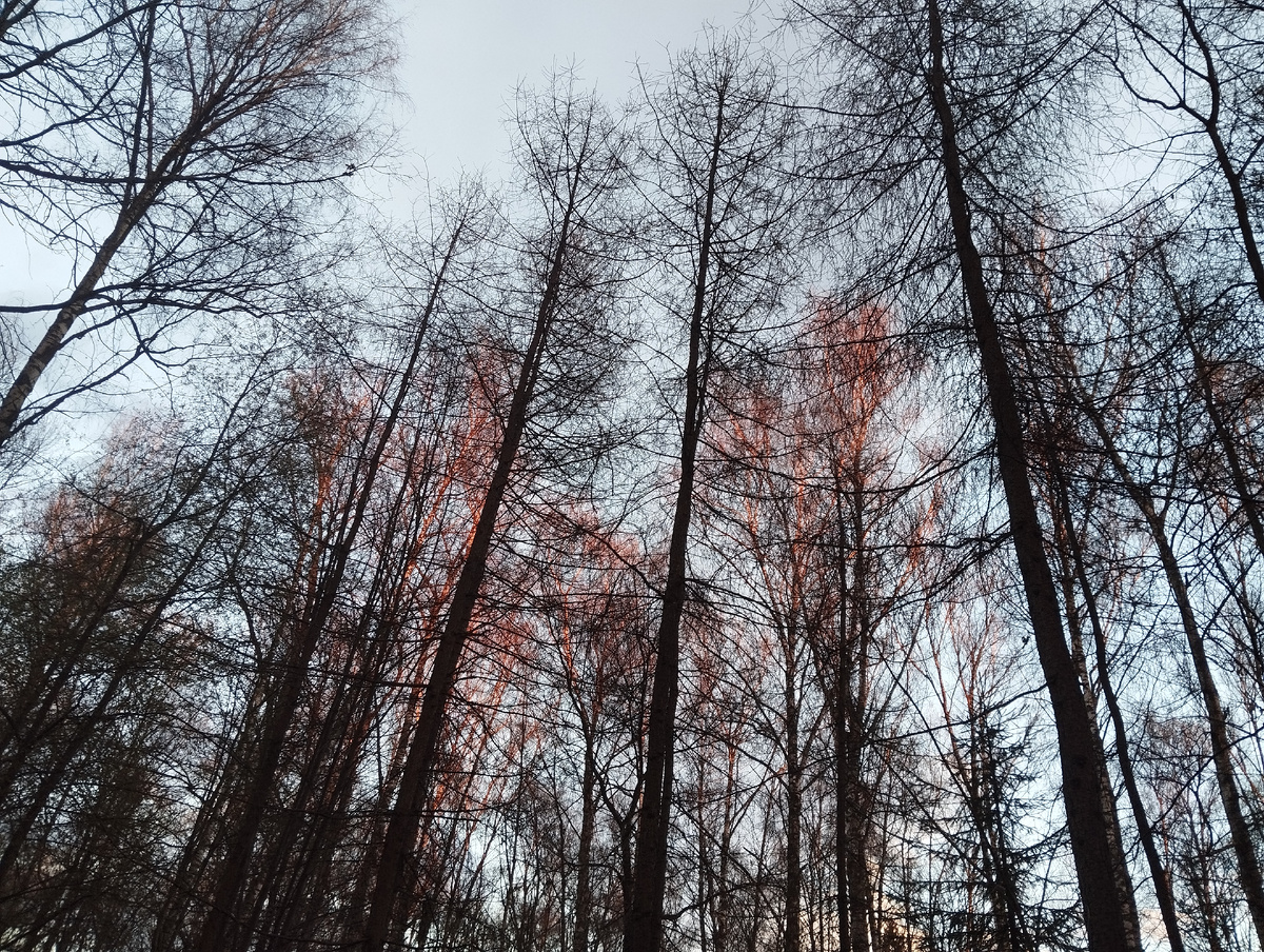 Апрель в Лианозовском парке. ЗДЕСЬ и далее фото автора и(или) из личного архива автора, если не указано иначе.