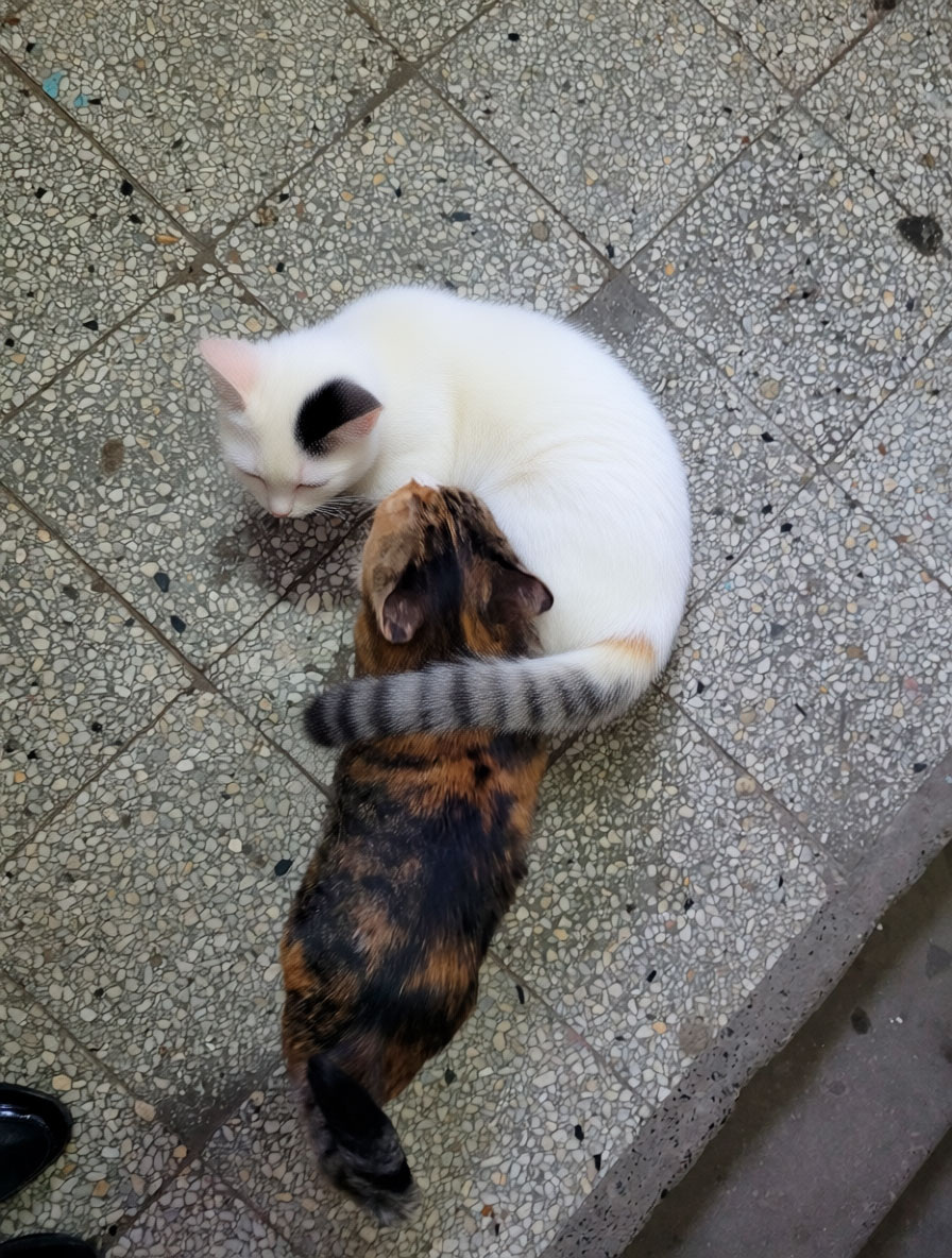 Кошки