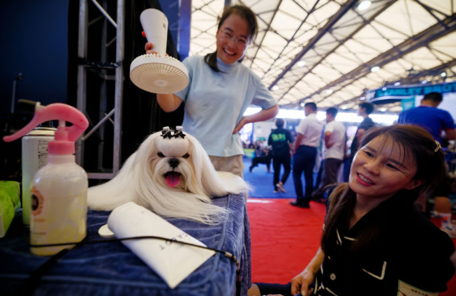 Грумеры сейчас гребут золотые горы в Китае