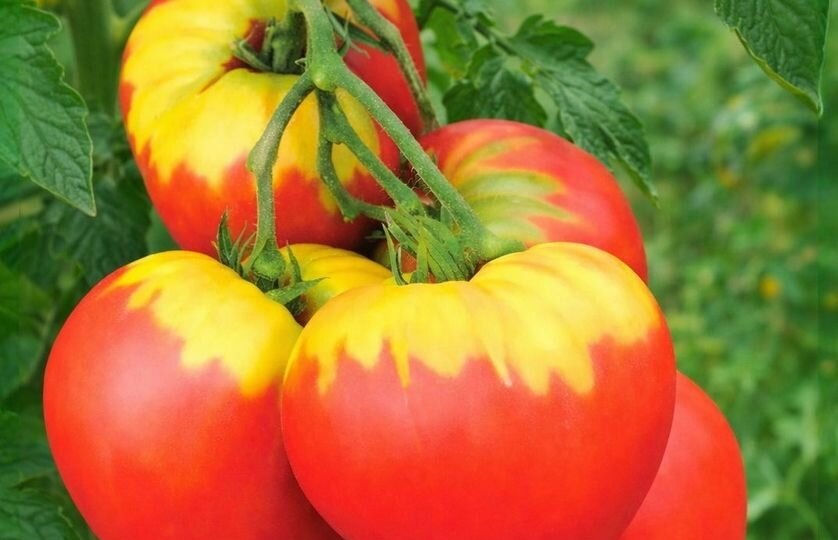 Томат Алая Заря очень вкусный и крупный