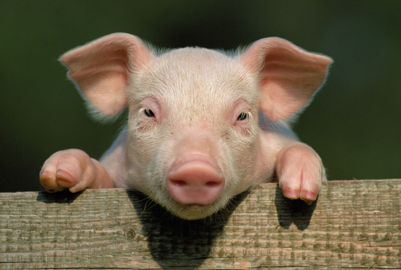 НЕ советуют варить эти части свинины для ХОЛОДЦА и давать домашним животным