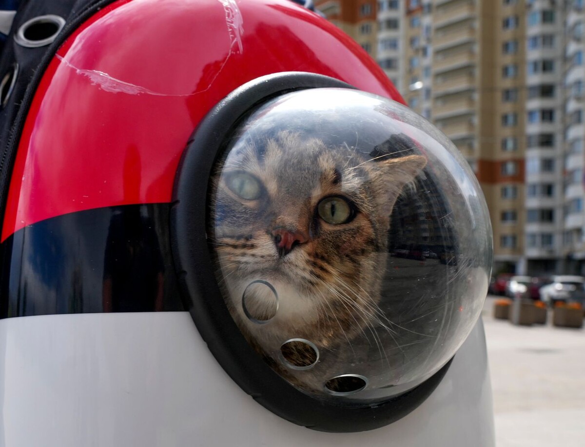     / Источник: © ИЗВЕСТИЯ/Дмитрий Коротаев