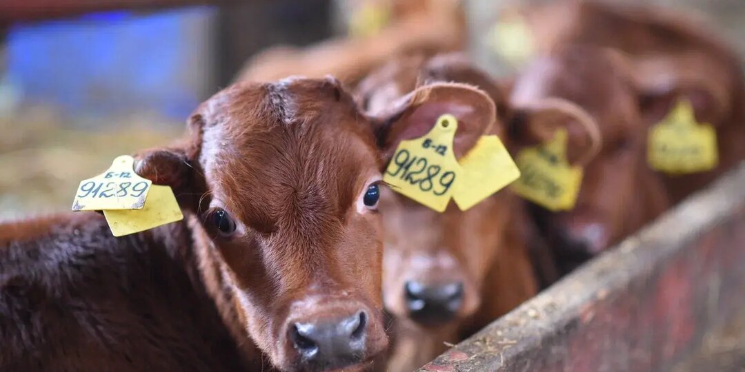 Скорость распространения 150 км/ч: китайские фермеры паникуют из-за неизлечимого ящура