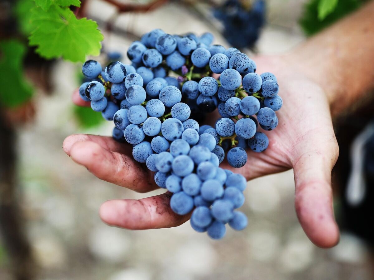    Сбор урожая винограда в селе Абрау-Дюрсо | © РИА Новости / Виталий Тимкив