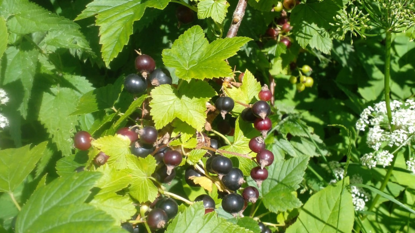    фото smilekaluga.ru