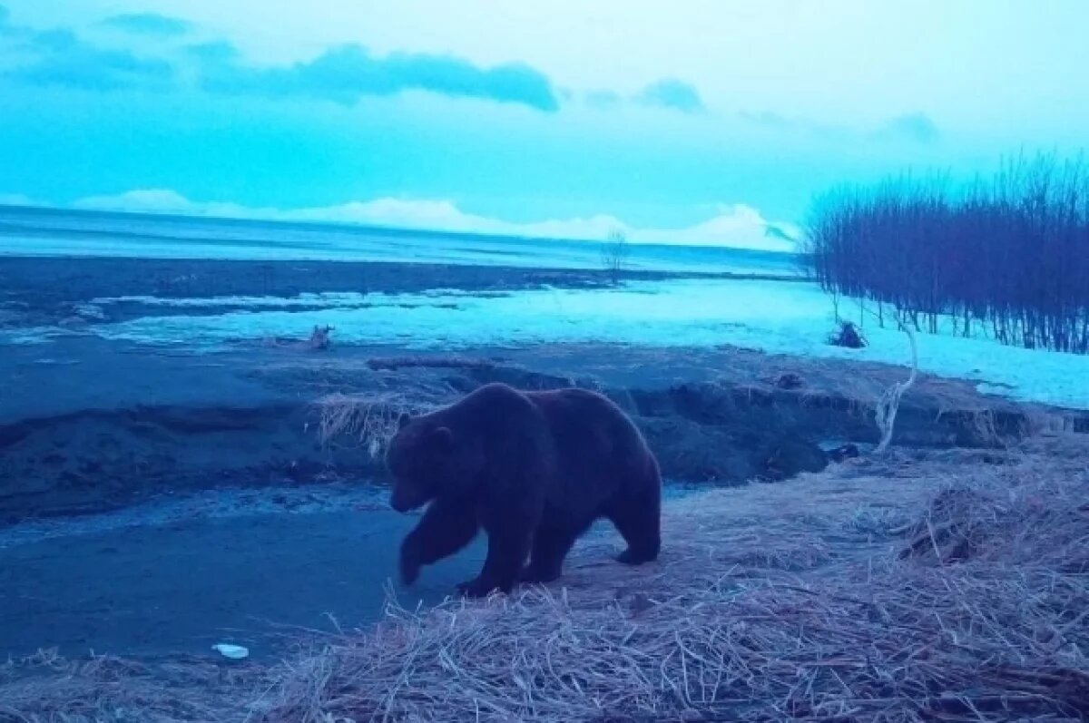    На побережье бухты Ольга на Камчатке проснулся первый медведь