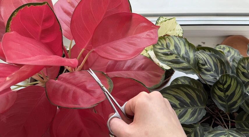 Обрезка комнатных растений весной: сроки, схема, советы для начинающих