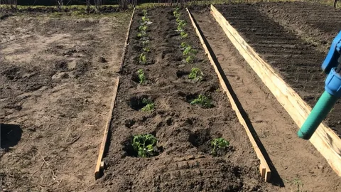 Подготовка грядки для высадки томатов в открытый грунт