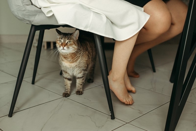 Почему кот начал плохо себя вести: причины, которые вы могли не заметить