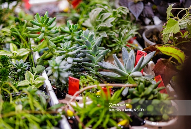 В Томске пройдет ярмарка для любителей комнатных растений