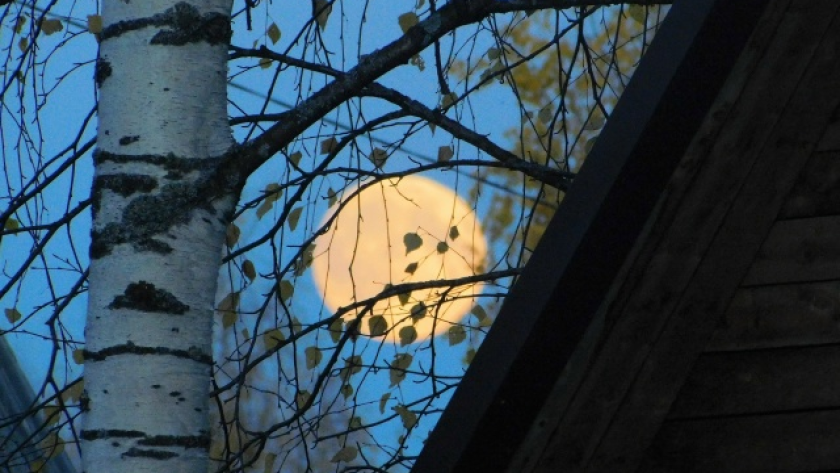    Фото Вячеслава Вольгина