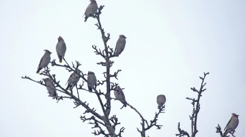     Птицы в Алтайском заповеднике. Олег Митрофанов, Алтайский заповедник