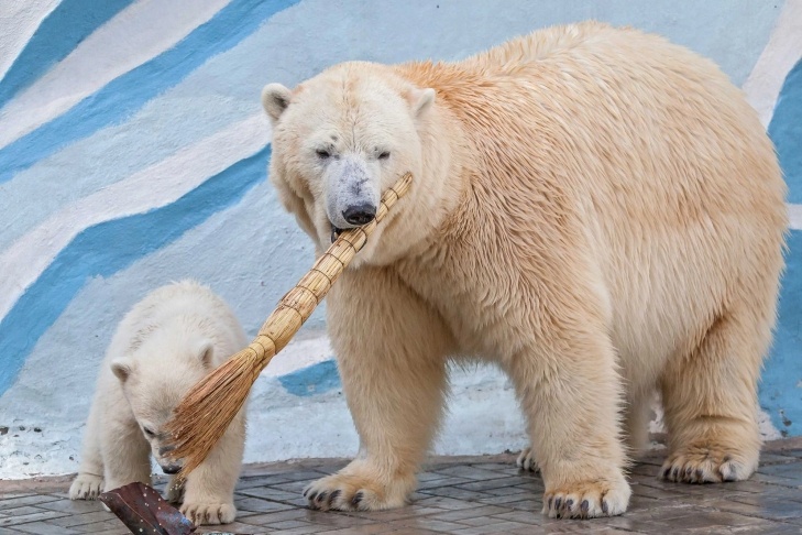    Фото Новосибирского зоопарка