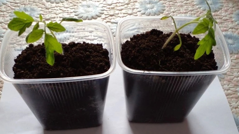    фото smilekaluga.ru