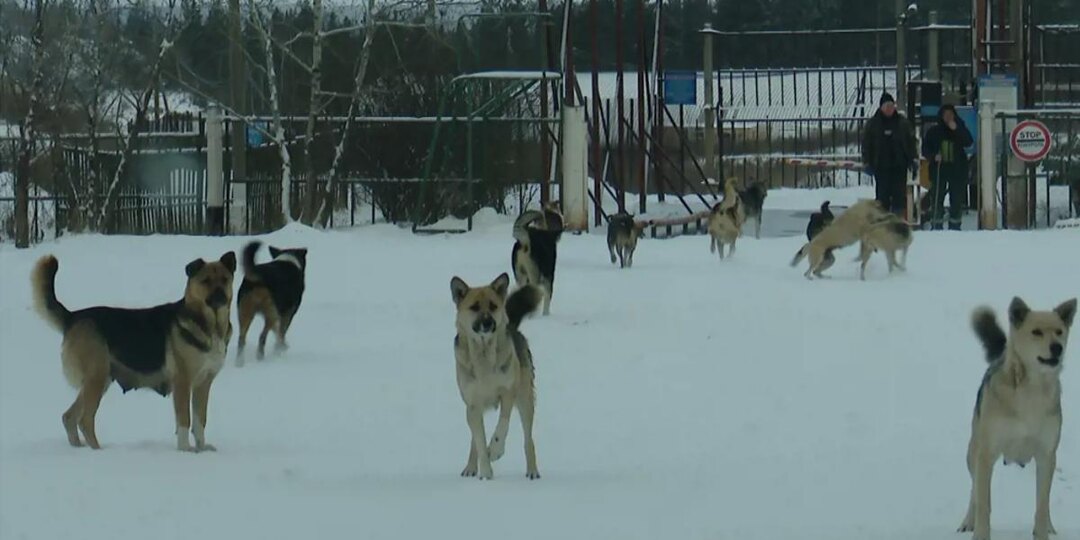 Александр Бастрыкин затребовал доклад о нападении собак на 11-летнего мальчика в Братске