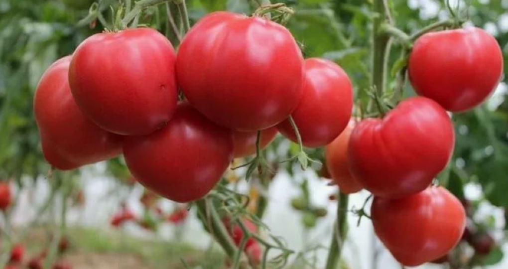 26 кг с пяти кустов: какое удобрение реально дало урожай (эксперимент)