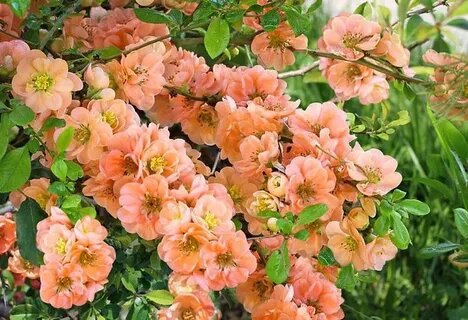 Айва цветёт. В зависимости от сорта цвет лепестков от алого до белоснежного. Размер одного цветка 5-6 см. В народе говорят, что так пахнет рай. 