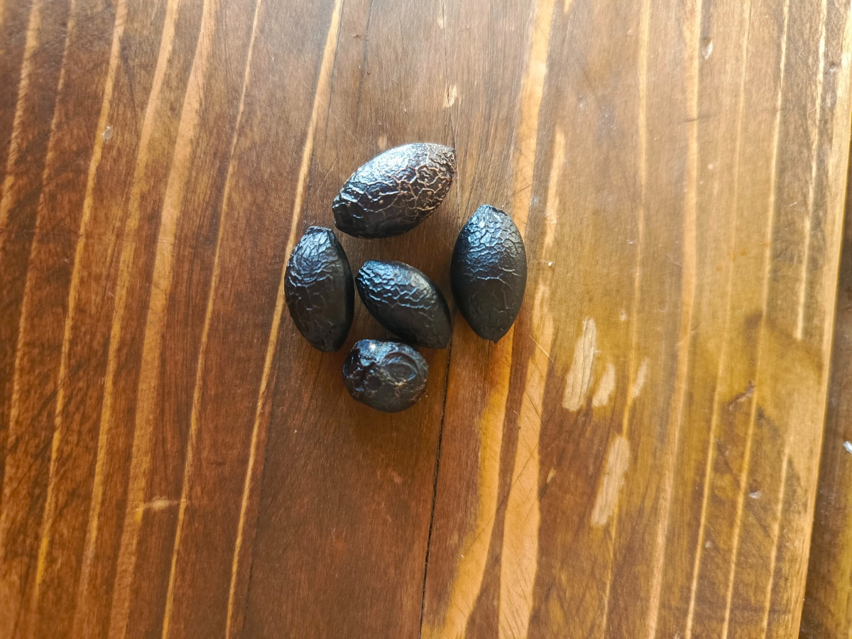 Вот такие малыши приехали ко мне!