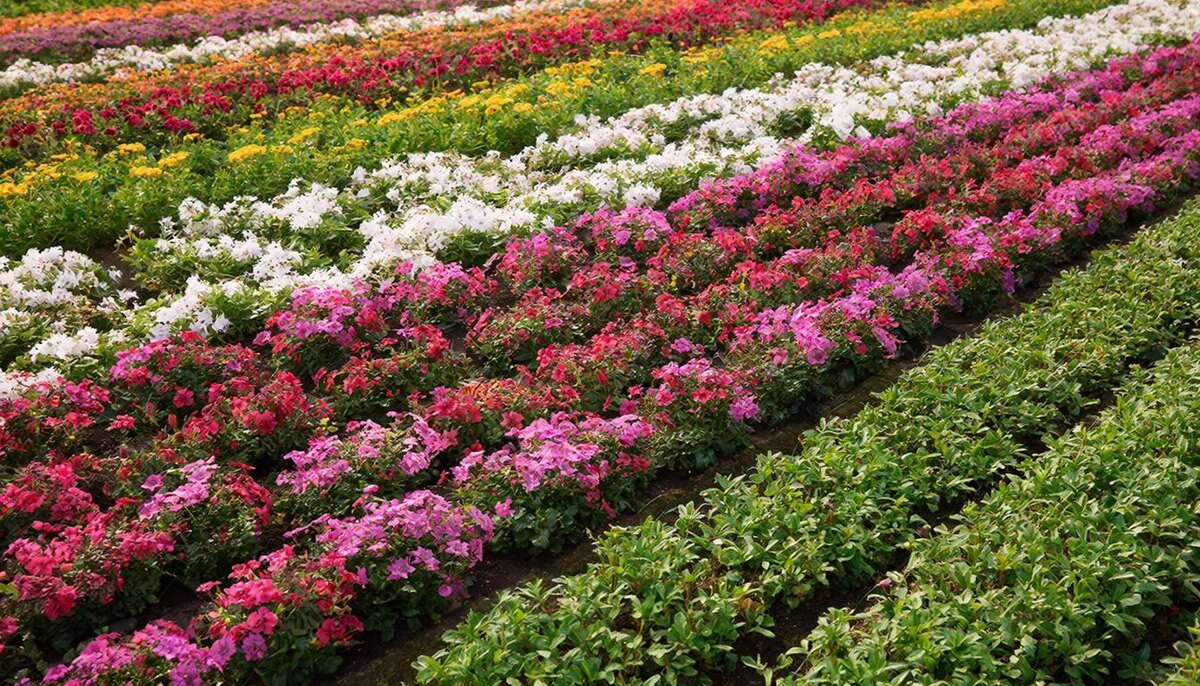 День на стыке структурности и комфорта, постарайтесь сохранить баланс и равновесие.