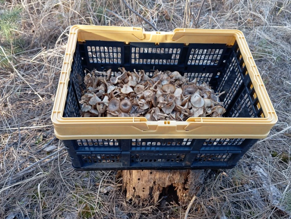 Сосновый лес, Воронеж, пригород (Медовка). Фото Сергея Игоревича М