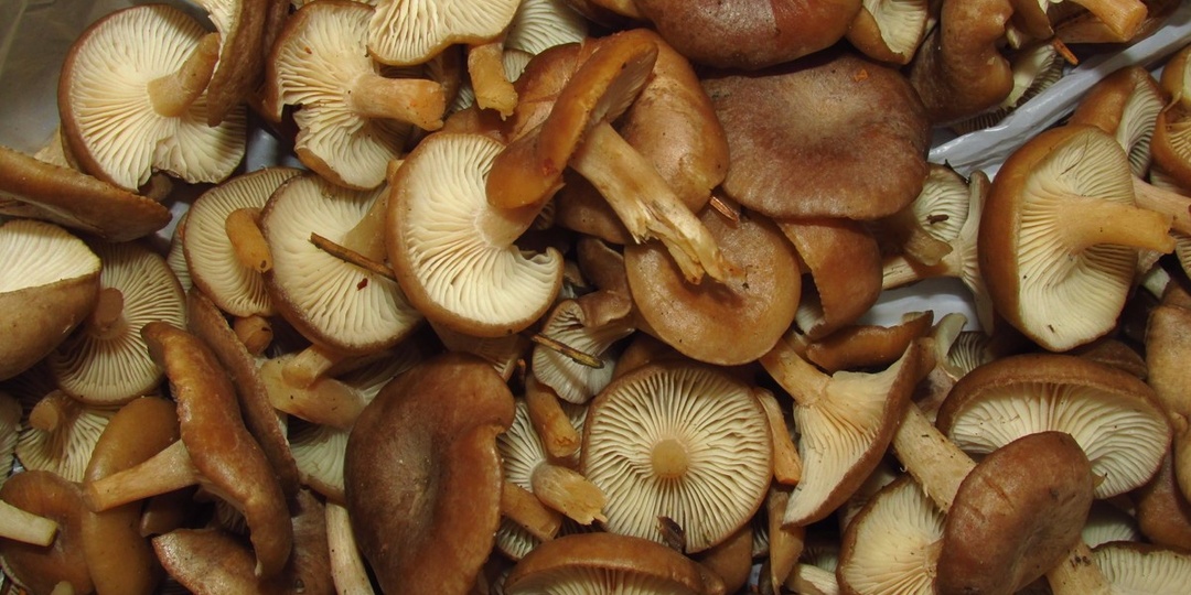 Говорушка снежная - весенний гриб, массово выросший в воронежских соснах в начале апреля. А вы находили такие?