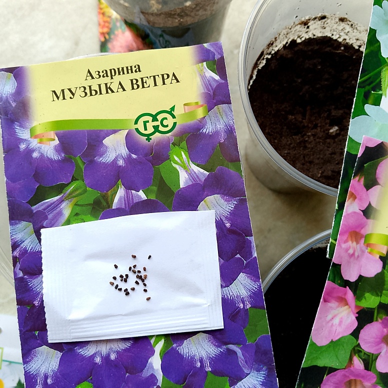 Азарина: семена сею поверхностно, чуть вдавливая в грунт