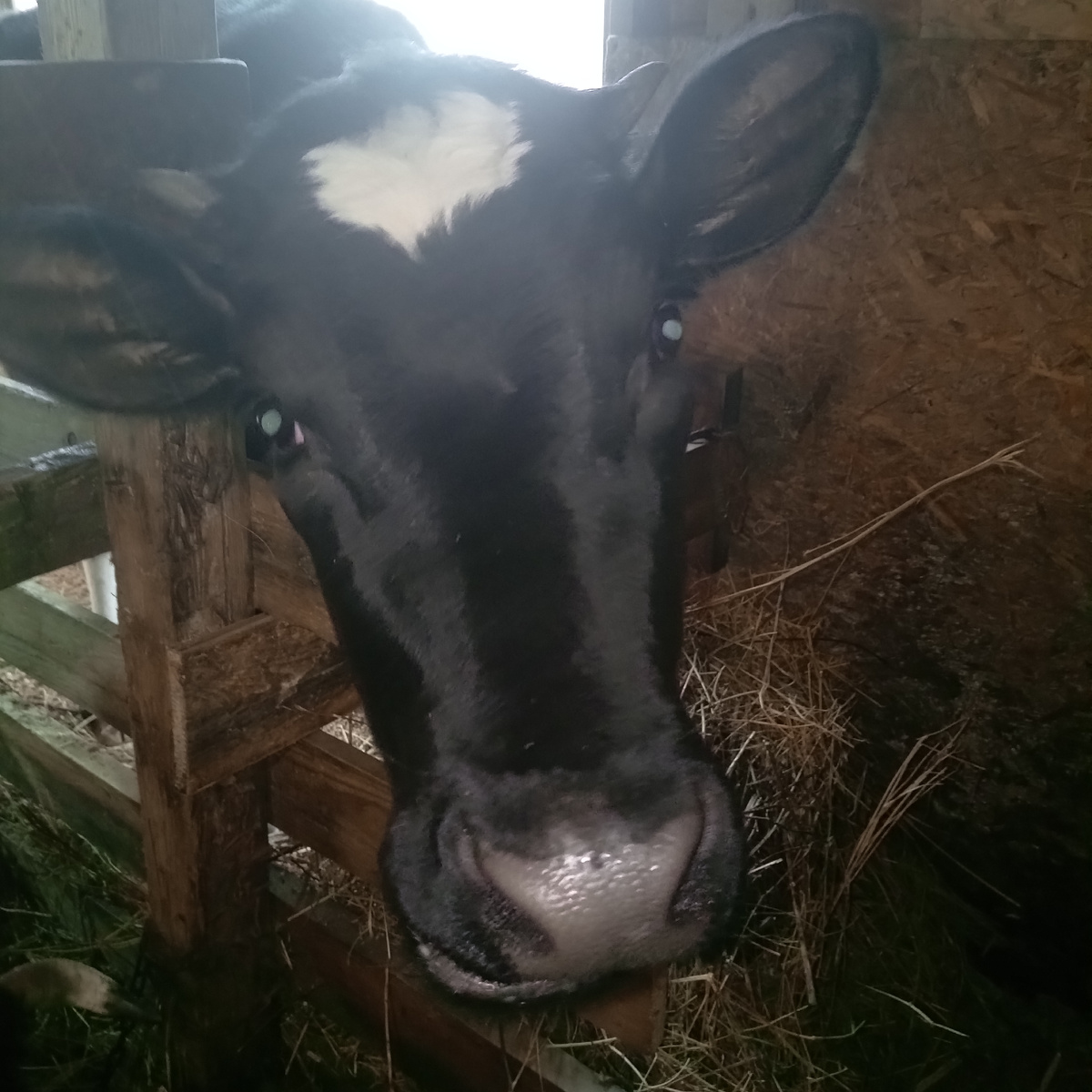 Фото из архива нашего лпх. Майка.