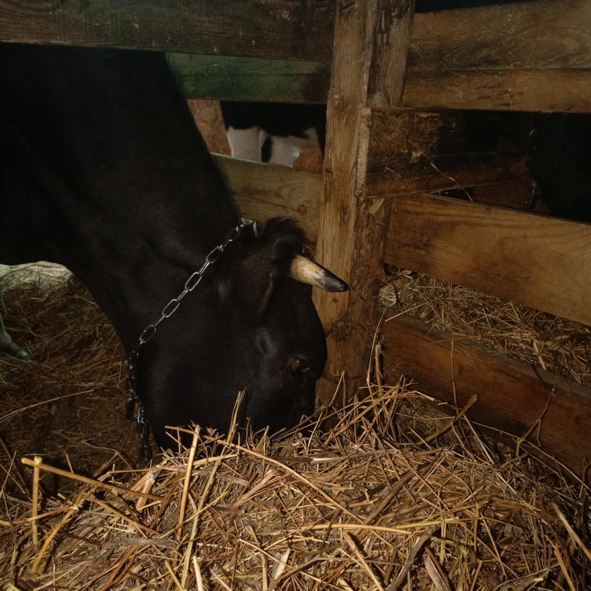 Фото из архива нашего лпх. Фифочка.