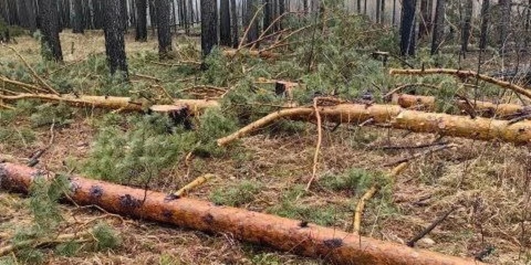 Лесозаготовителей обязали выплатить более 15 млн рублей в бюджет Братского района