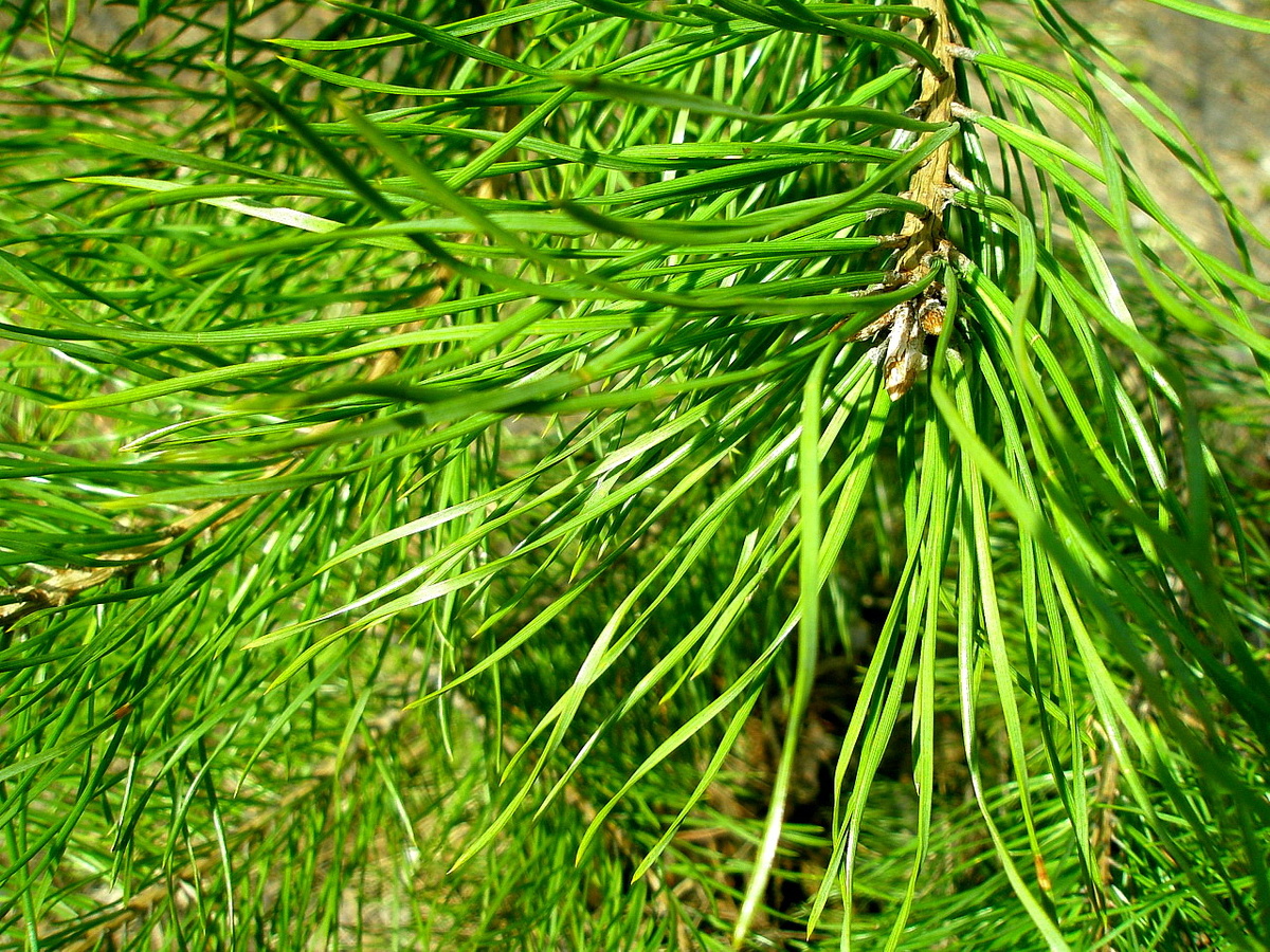 Фото №1: Хвоя молодого побега сосны