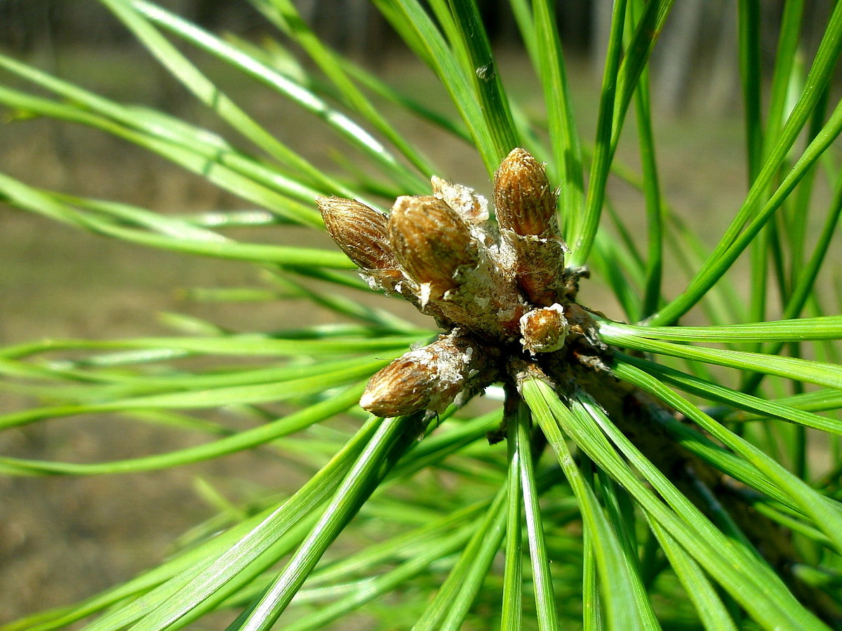 Фото №2: Верхушечные почки