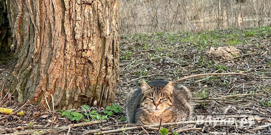 Прогноз погоды в Великих Луках на 4 апреля