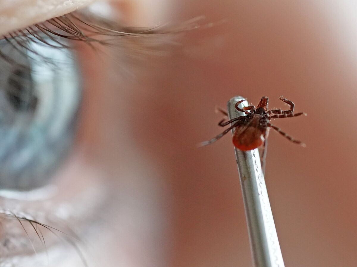    Сотрудница в лаборатории особо опасных и природно-очаговых инфекций Центра гигиены и эпидемиологии Калининградской области | © РИА Новости / Игорь Зарембо