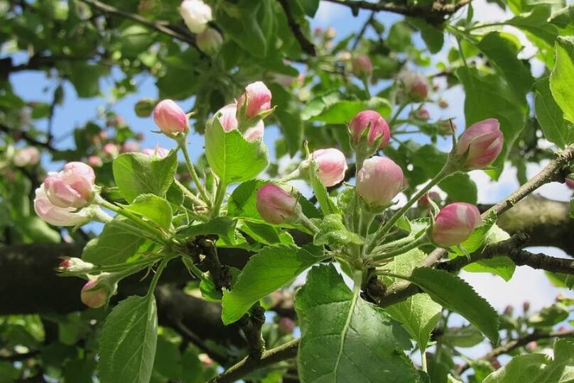 До цветения яблонь осталось 5 дней: что успеть, чтобы урожай не ушел к вредителям