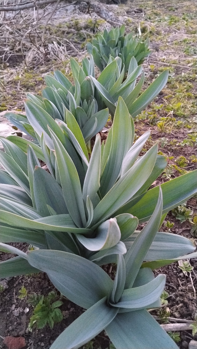 Подрастает лук Суворова