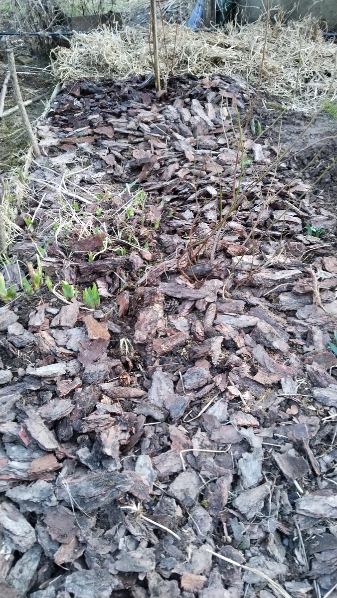 Два молоденьких кустика голубики, 🫐 в прошлом году дала немножко гроздей ягоды.