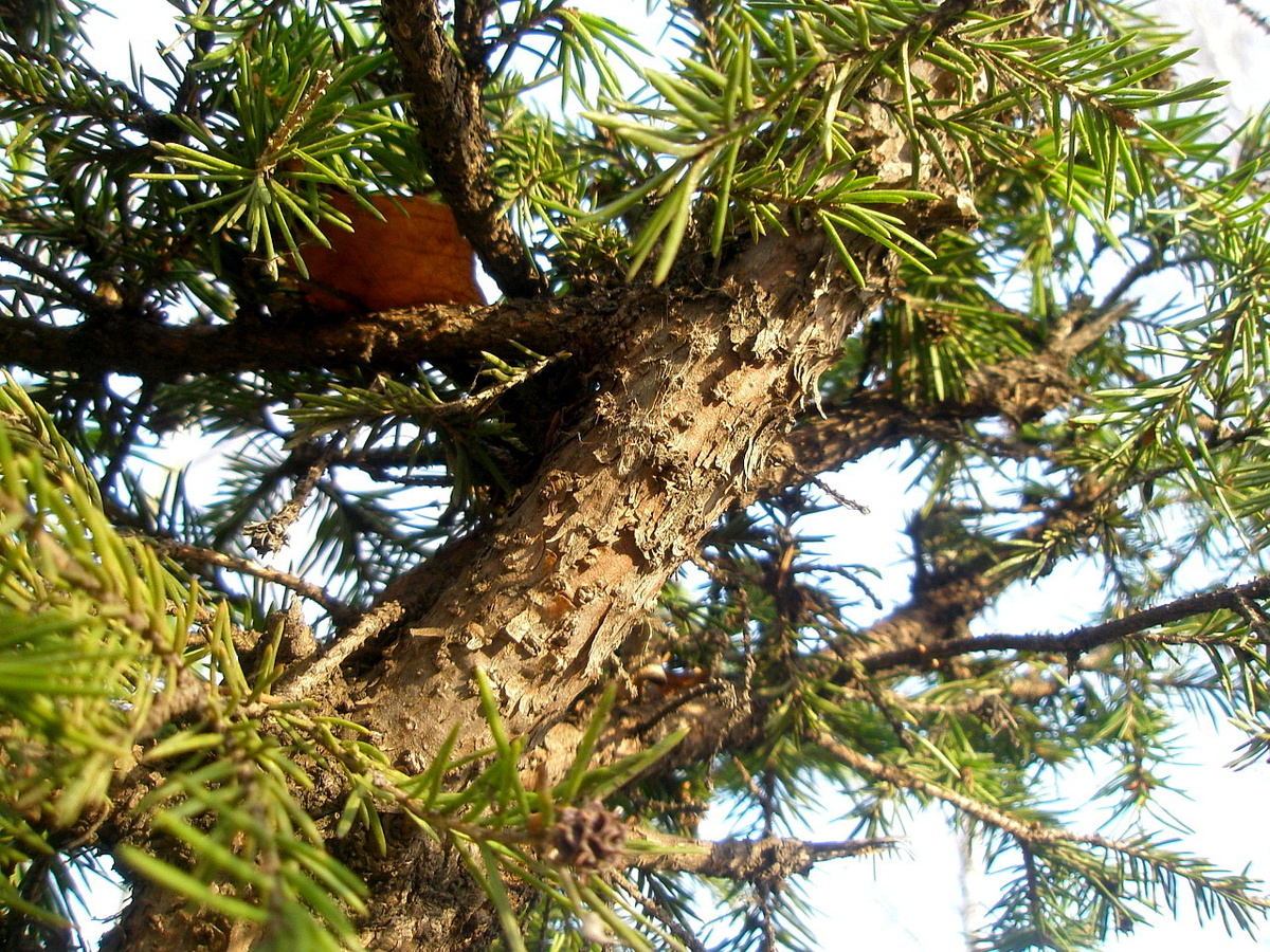 Фото: Фрагмент хвойного дерева