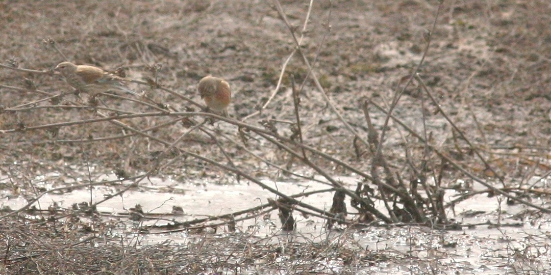 Коноплянки вернулись
