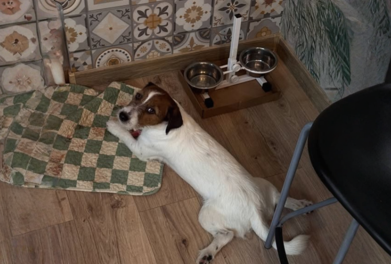 Сколько раз в день нужно кормить джек-рассела? Опытный ветеринар рассказал о главном правиле и ошибках в кормлении