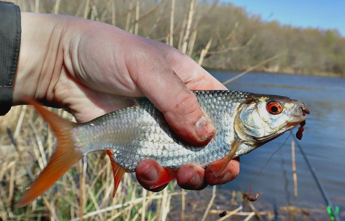Апрельская плотва: секреты преднерестовой рыбалки